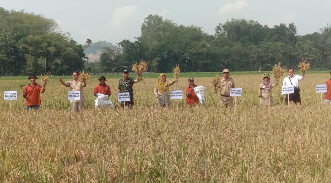 Poktan Dadi Rukun Panen Raya Padi Organik di Kapanewon Seyegan, Bukti Pertanian Ramah Lingkungan