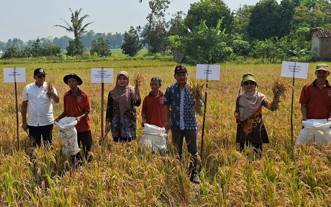 Tradisi Wiwit Panen Raya Padi Sehat di Bulak Barak Margoluwih Seyegan