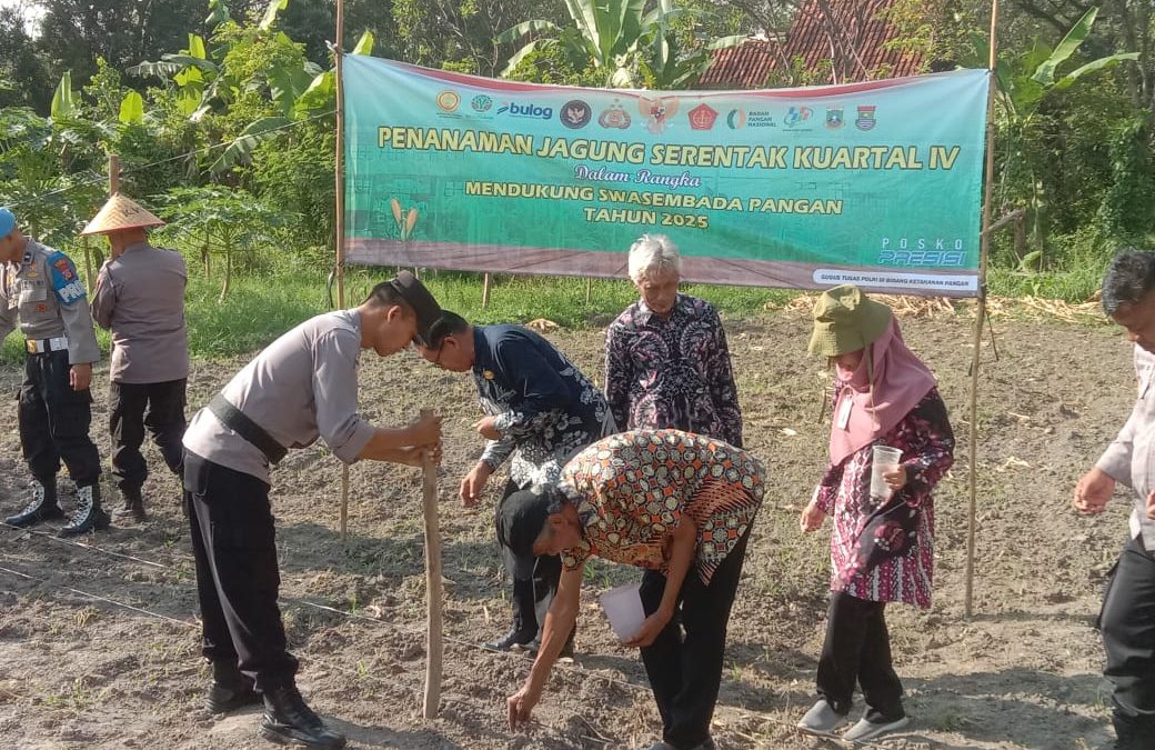 Penanaman Jagung Serentak di Seyegan: Langkah Strategis Menuju Swasembada Pangan Nasional