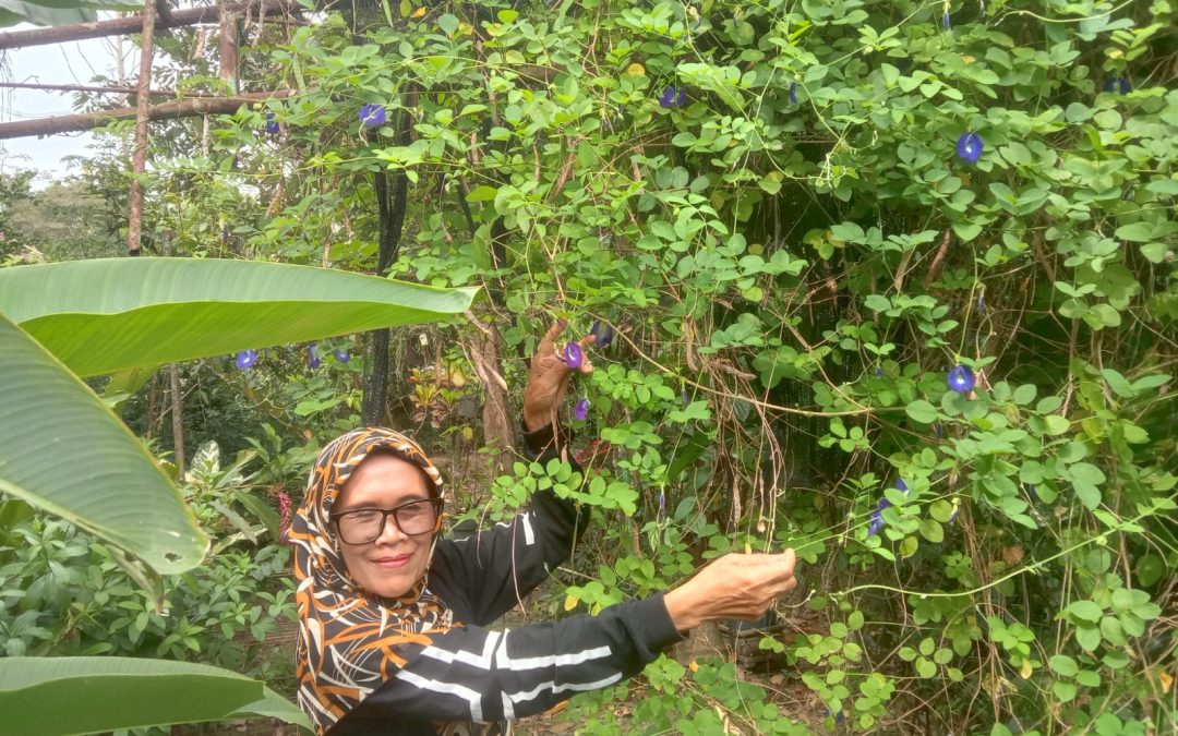 Kebon Miraos Seyegan Kembangkan Minuman Parijoto, Dorong UMKM Sleman Bangkit