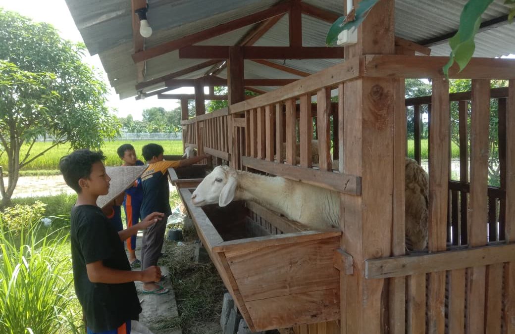 Magang Bakat SDIT Alam Nurul Islam, Siswa Belajar Pertanian Terpadu di Joglo Tani Seyegan