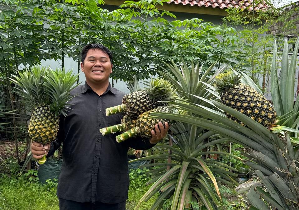 Jamal Farming Kembangkan Eduwisata Kampung Nanas Jumbo Berbasis Pemberdayaan Masyarakat di Seyegan